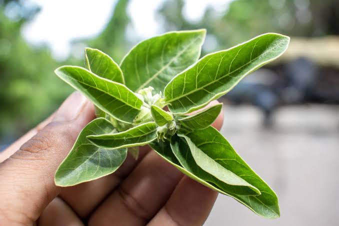 Ashwagandha